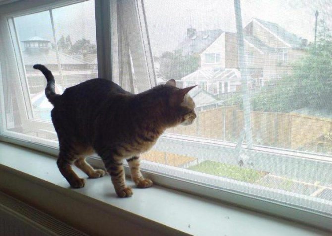 anti-kat