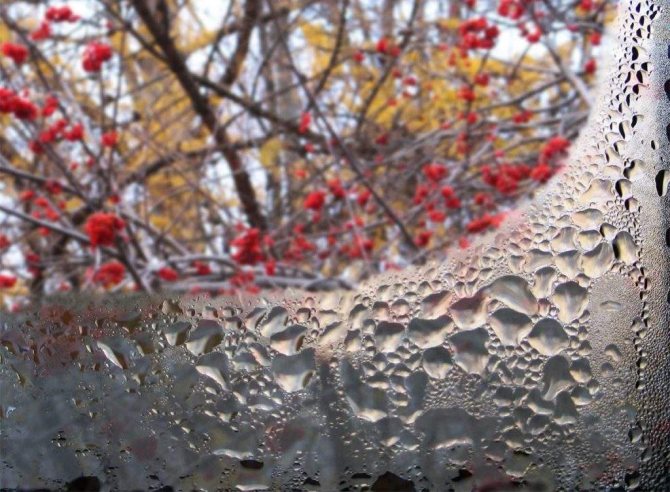 so that the windows do not freeze in the house folk remedies
