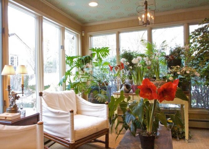 A blooming garden in the middle of winter is an ideal place for rest and relaxation