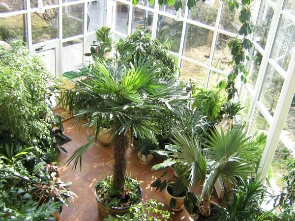 decorative deciduous plants