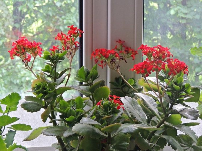 Photo: multifunctional glass practically does not affect the growth of plants on the window, the side of the world on which the window faces (south or north) is essential