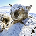 Cómo y qué aislar una caseta de perro para el invierno dentro de la foto.