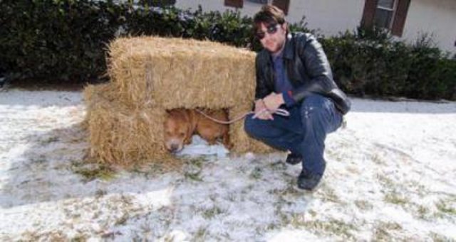 Como e o que isolar uma casinha de cachorro para o inverno dentro da foto