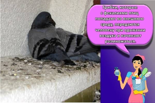 Ako sa zbaviť holubov na balkóne, parapete