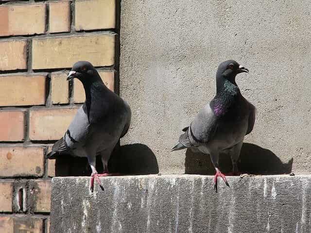 Ako sa zbaviť holubov na balkóne, parapete