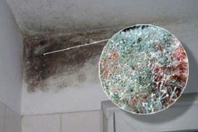 poza de mucegai pe balcon