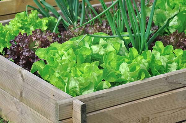 photos de verdure sur le balcon