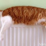Gato bateria