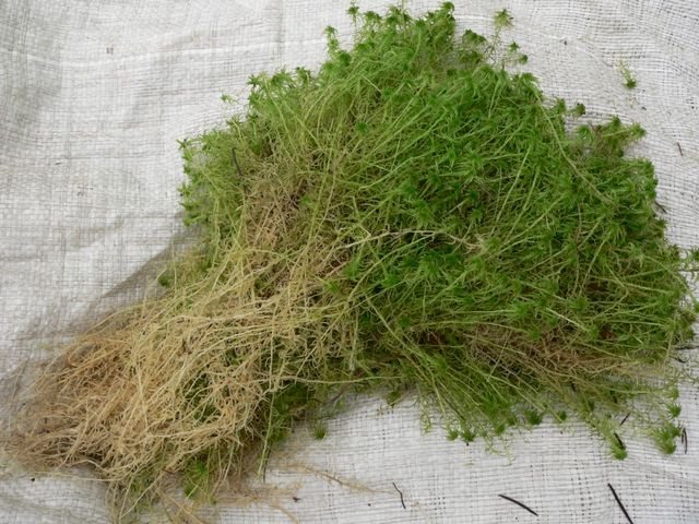 Sphagnum yosunu ile büyümüş orman bataklığı