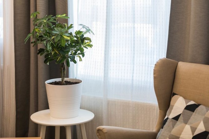 Prozori na istoku izvrsno su rješenje za ljubitelje sobnih biljaka - pr-flat.ru