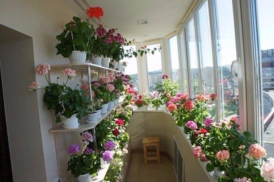 Greenhouse on the balcony