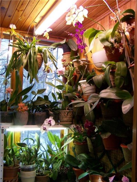 Orchids on the balcony