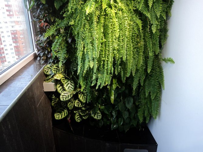 Ferns on the balcony