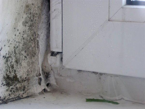 Moho en las ventanas, moho en las ventanas
