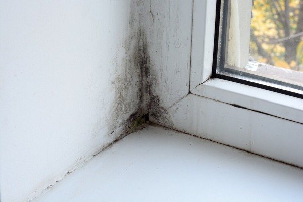 Moho en la ventana: causas de aparición, métodos y medios de lucha.