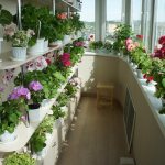 plants on the balcony