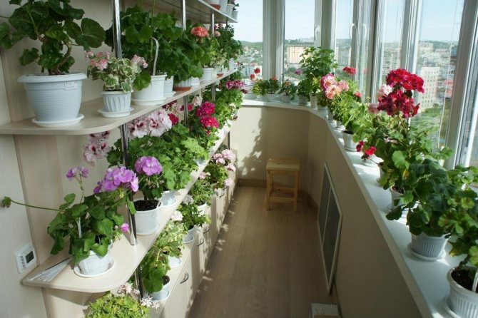 plants on the balcony