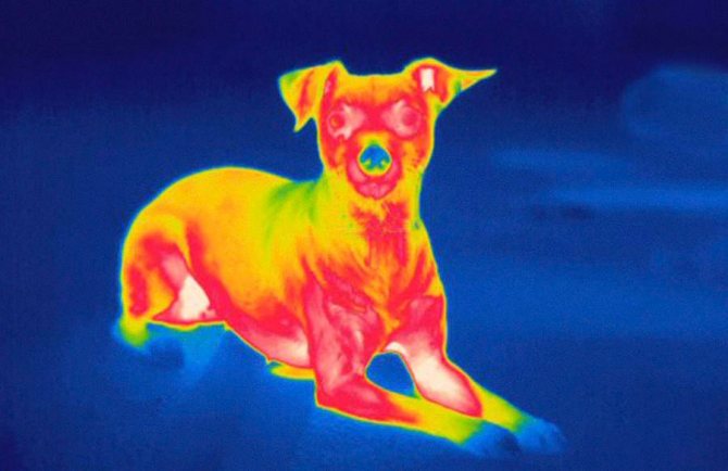 O imagine a unui câine printr-un aparat de fotografiat termic, care arată zone ale corpului la temperaturi diferite