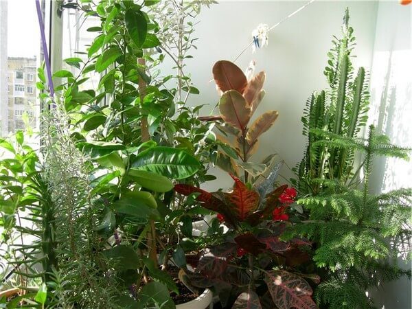 Well-kept winter garden on a small balcony